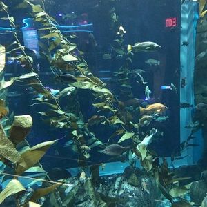 Meet your Posher, Sydney